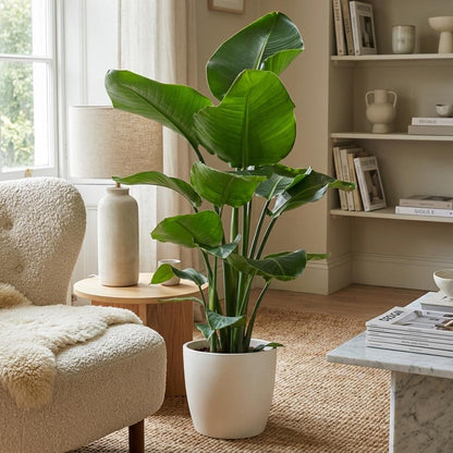 Strelitzia Nicolai avec pot Potter blanc - 80cm - Ø21