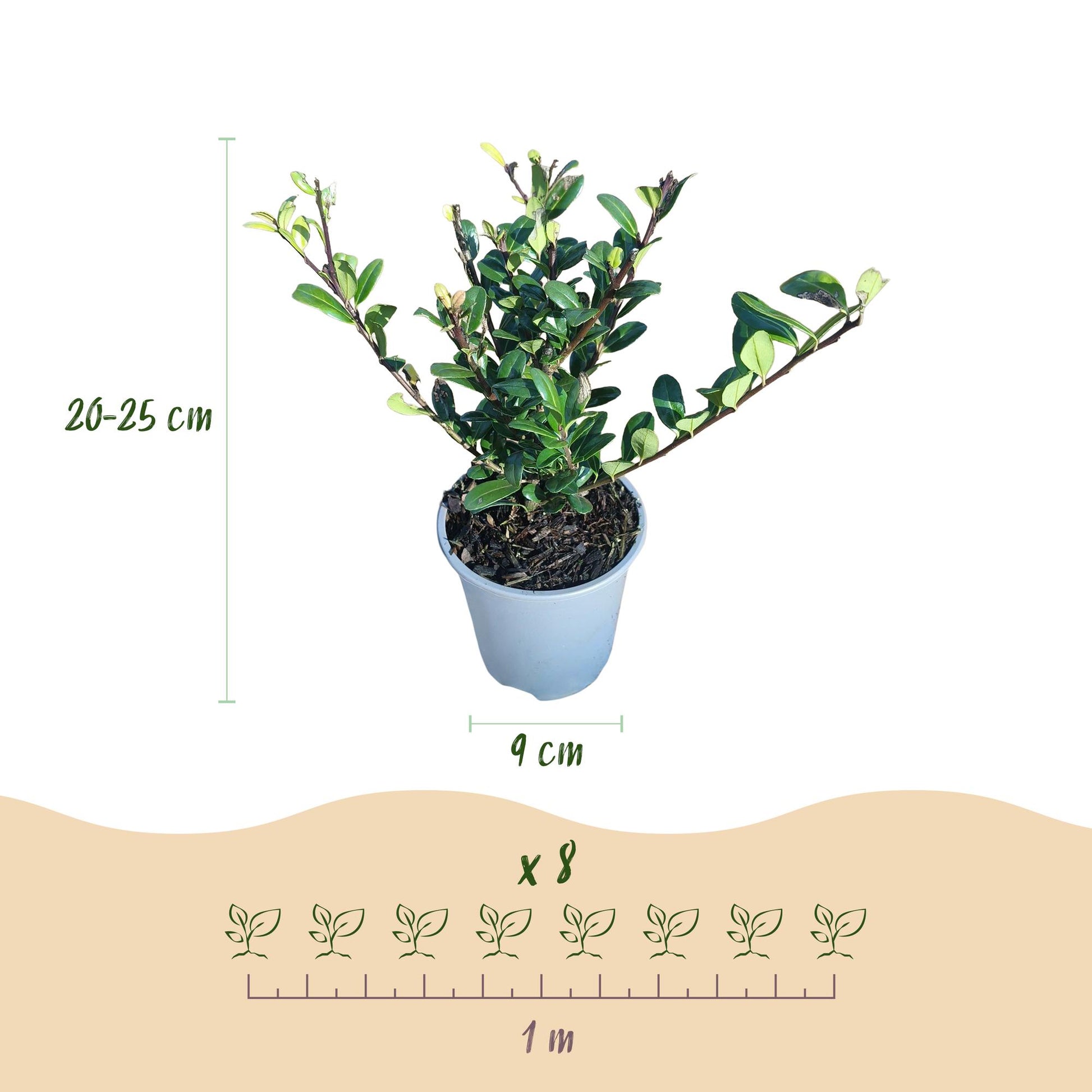 Ilex crenata Caroline Upright : infographie montrant un plant en pot, dimensions (20-25cm hauteur, pot 9cm) et espacement (x8 pour 1m linéai