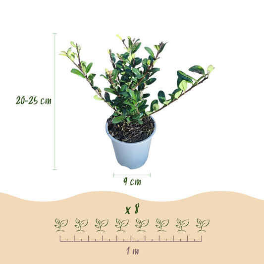 Ilex crenata Caroline Upright : infographie montrant un plant en pot, dimensions (20-25cm hauteur, pot 9cm) et espacement (x8 pour 1m linéai