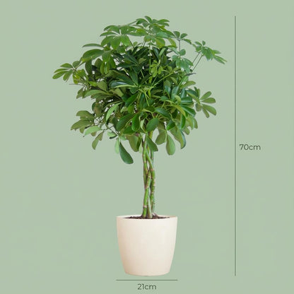 Schefflera Arabe Nora avec Potter blanc - 70cm - Ø21