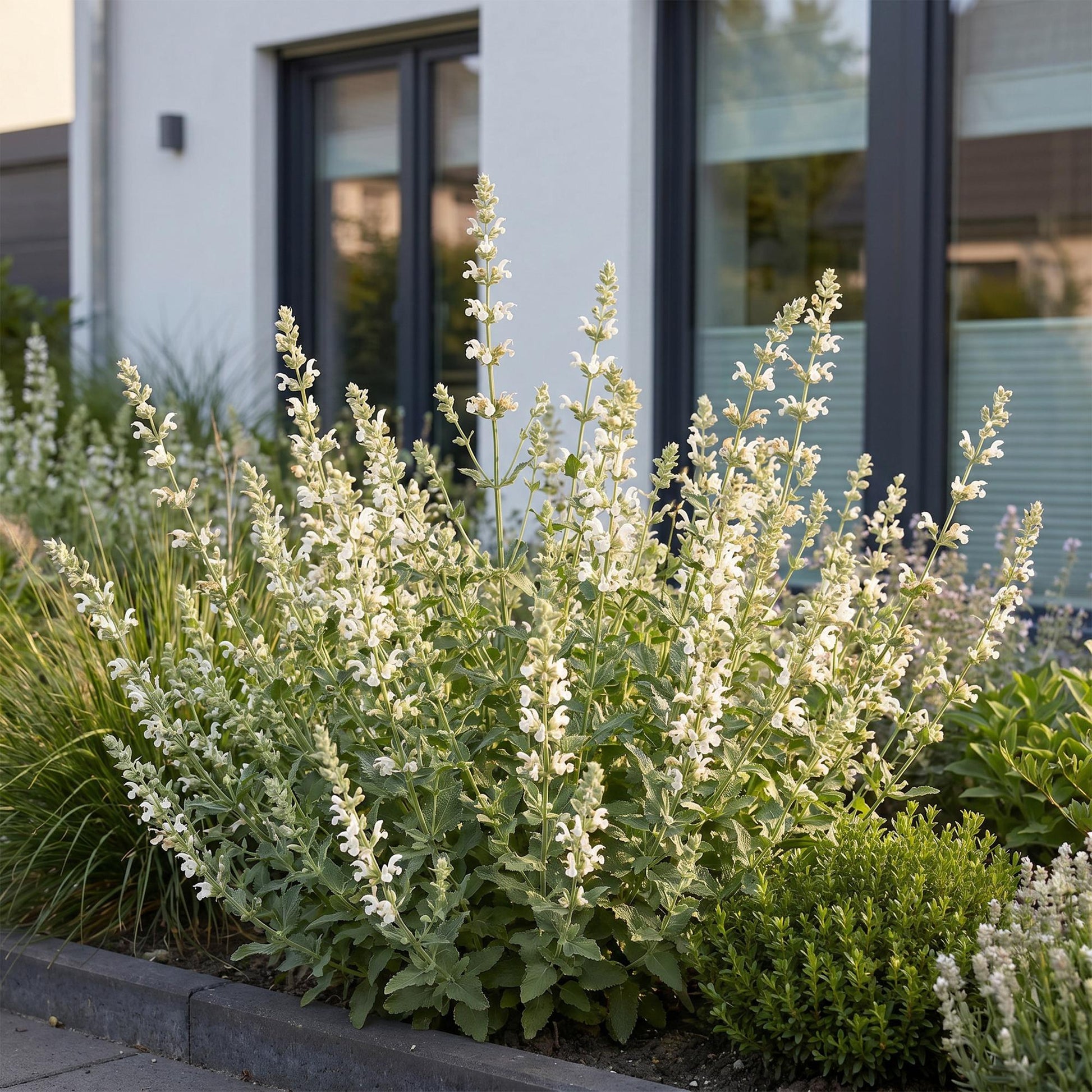 Nepeta faassenii Snowflake, une herbe à chat vivace aux fleurs blanches, plantée en pleine terre le long d'une bordure, devant une maison mo