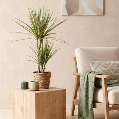 Plantes d'intérieur - Dracaena Marginata Bicolor - Arbre du dragon - Peu d'entretien - Vert - marron - 1 Plante - Pot 17cm - Hauteur 70-75cm