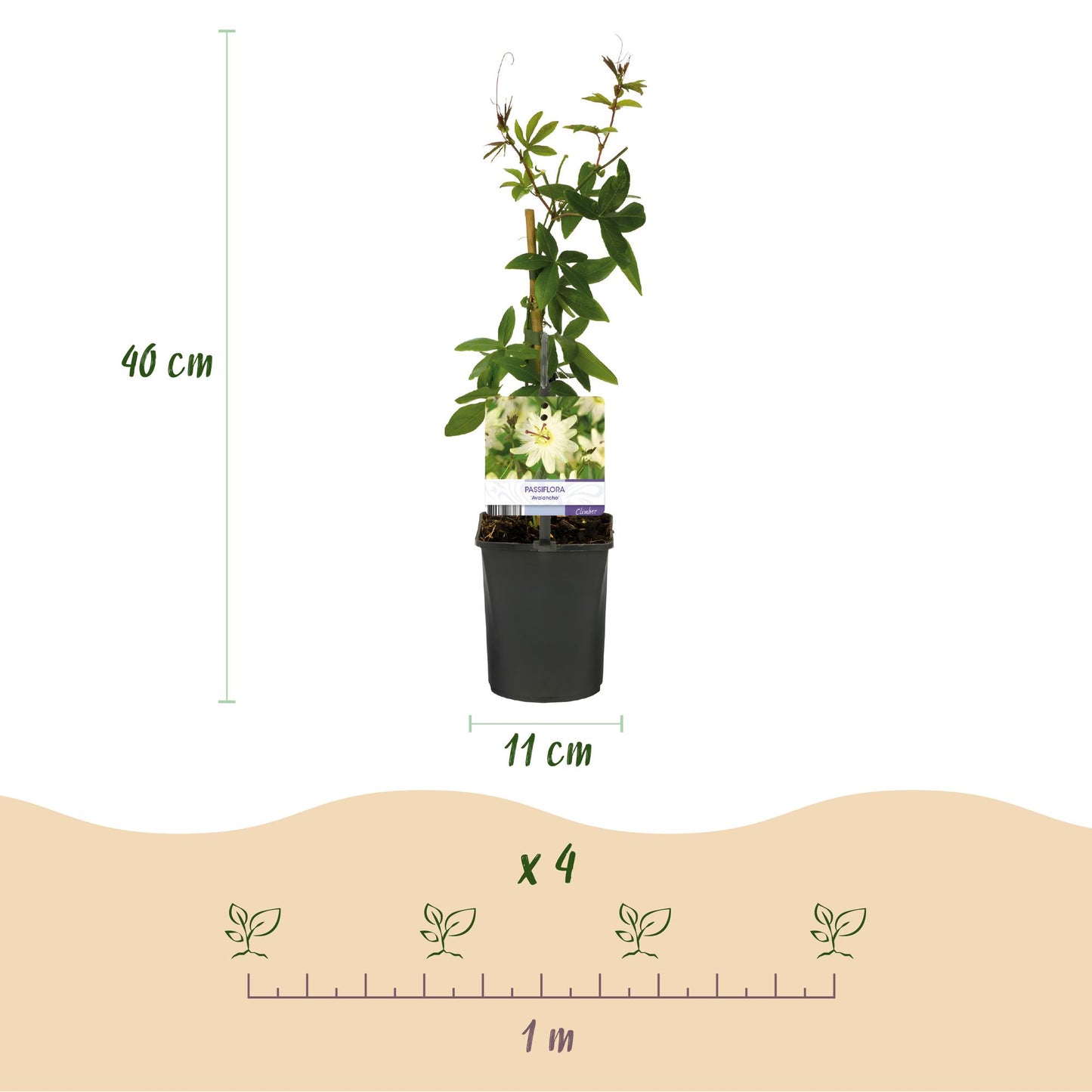 Passiflora Avalanche : Schéma des dimensions (hauteur 40 cm, pot 11 cm) et de l'espacement de plantation recommandé (1 mètre pour 4 plants).
