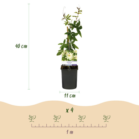 Passiflora Avalanche : Schéma des dimensions (hauteur 40 cm, pot 11 cm) et de l'espacement de plantation recommandé (1 mètre pour 4 plants).