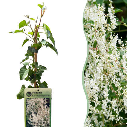 Renouée de l'Aubère (Fallopia aubertii) - grimpante fleurie