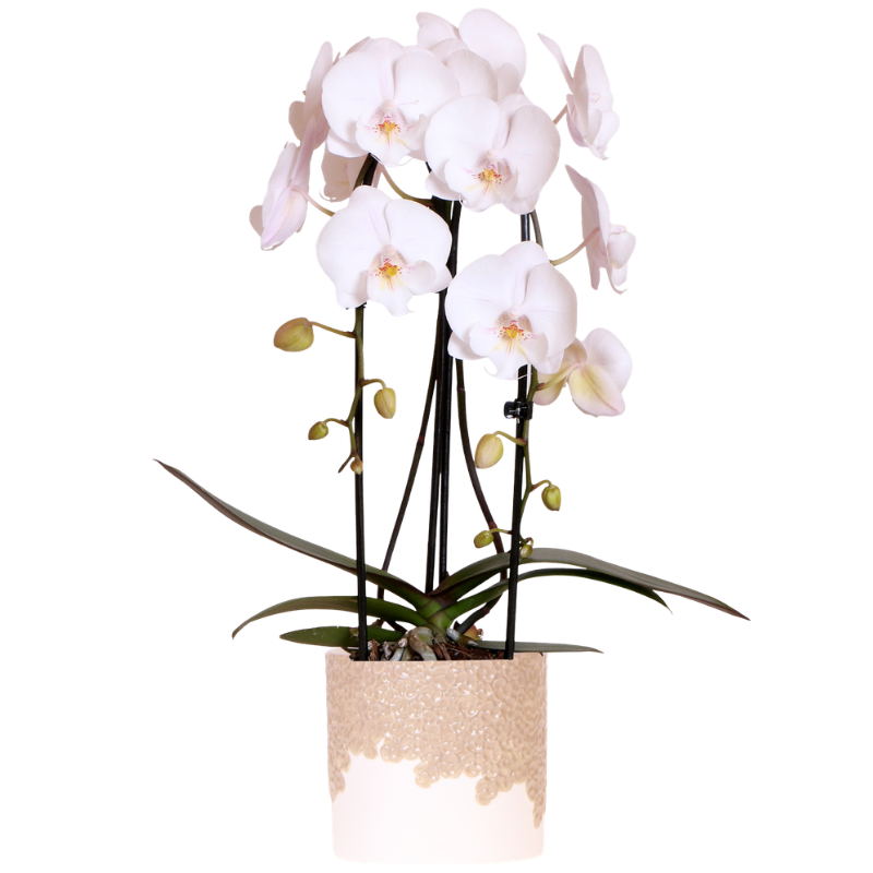 Orchidée Phalaenopsis blanche avec cache-pot Céramique sable