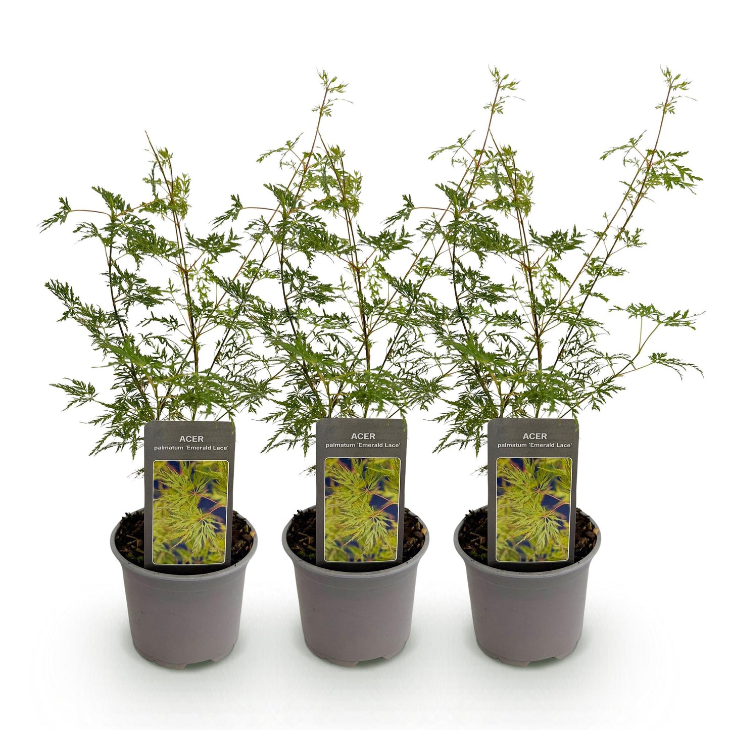 Acer palmatum Emerald Lace : trois jeunes plants d'érable japonais aux feuilles finement découpées, en pots gris, sur fond blanc uni.