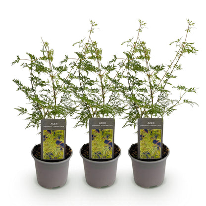 Acer palmatum Emerald Lace : trois jeunes plants d'érable japonais aux feuilles finement découpées, en pots gris, sur fond blanc uni.