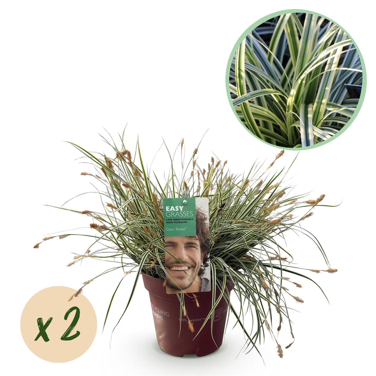 Carex oshimensis Everest : plant en pot avec feuillage vert et blanc. Une pastille jaune indique la quantité "x2".