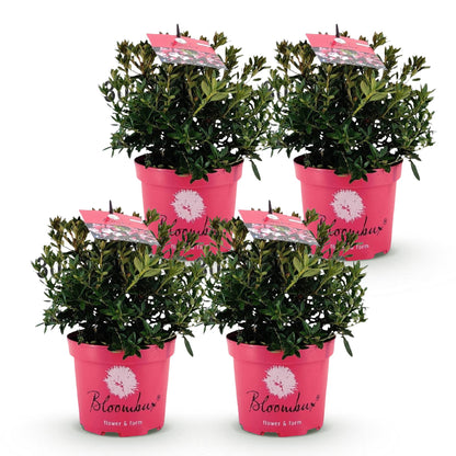 Rhododendron Bloombux Rose Clair. Quatre plants de rhododendron en pot de 17cm, hauteur 30-40cm, sur fond blanc.