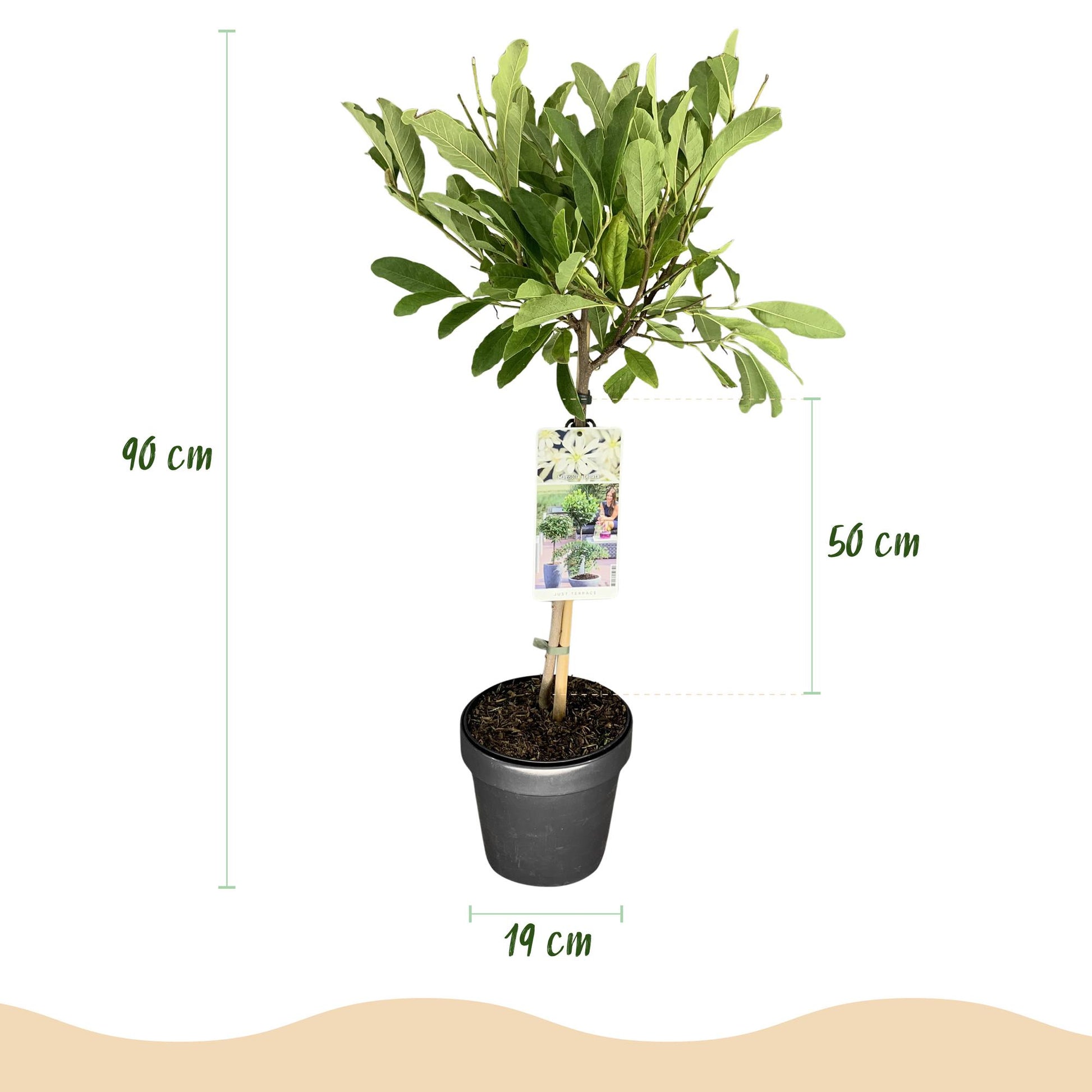 Magnolia stellata : Infographie montrant un plant en pot, avec une hauteur totale de 90 cm, dont 50 cm pour la plante et un pot de 19 cm.