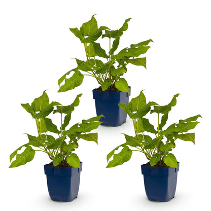 Renouée Persicaria amplexicaulis. Trois plants en pot bleu sur fond blanc, prêts à être plantés en pleine terre.