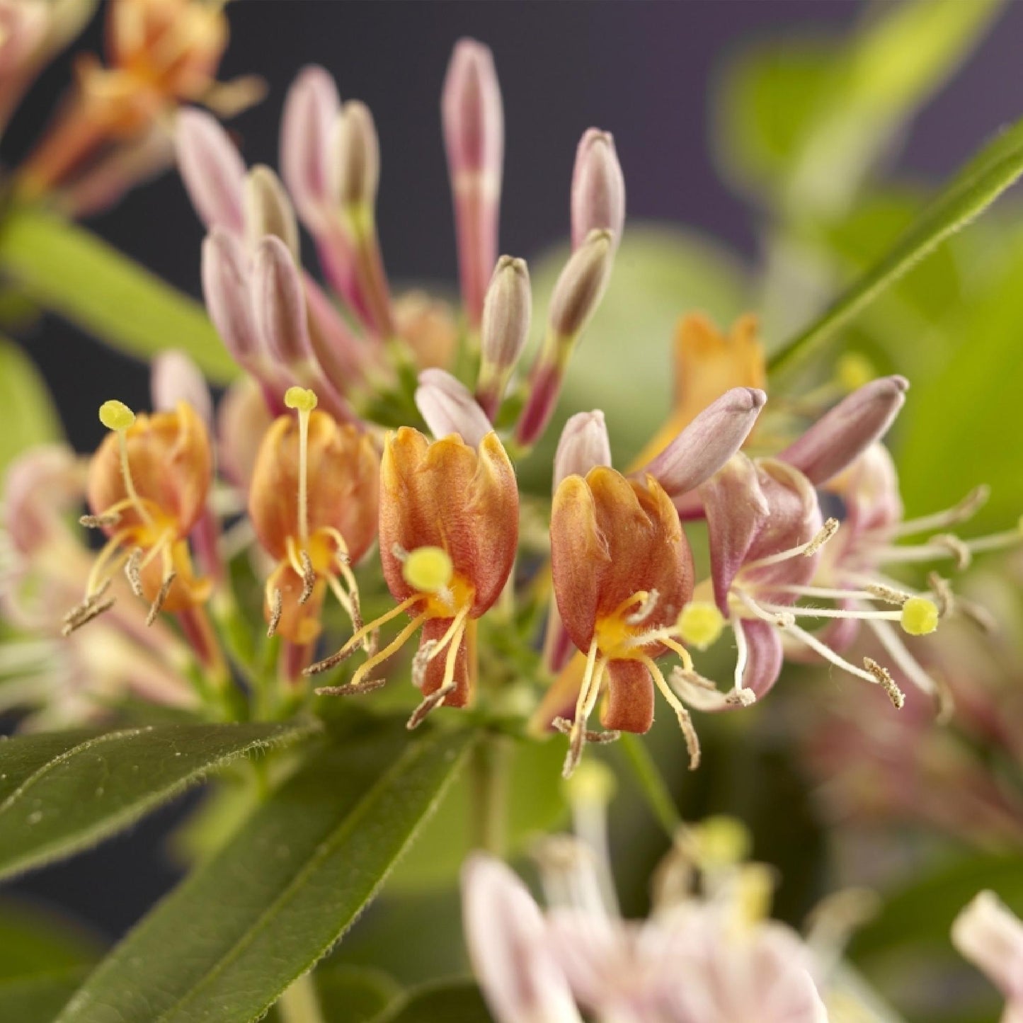 Chèvrefeuille Lonicera henryi, gros plan sur ses fleurs tubulaires rose orangé délicates et ses bourgeons encore fermés.