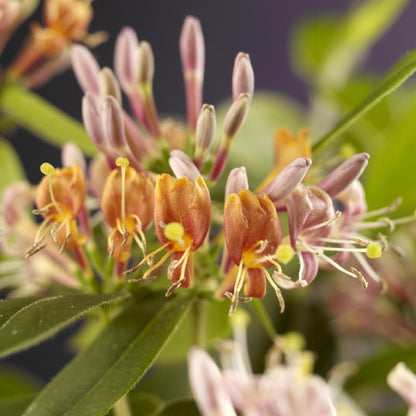 Chèvrefeuille Lonicera henryi, gros plan sur ses fleurs tubulaires rose orangé délicates et ses bourgeons encore fermés.