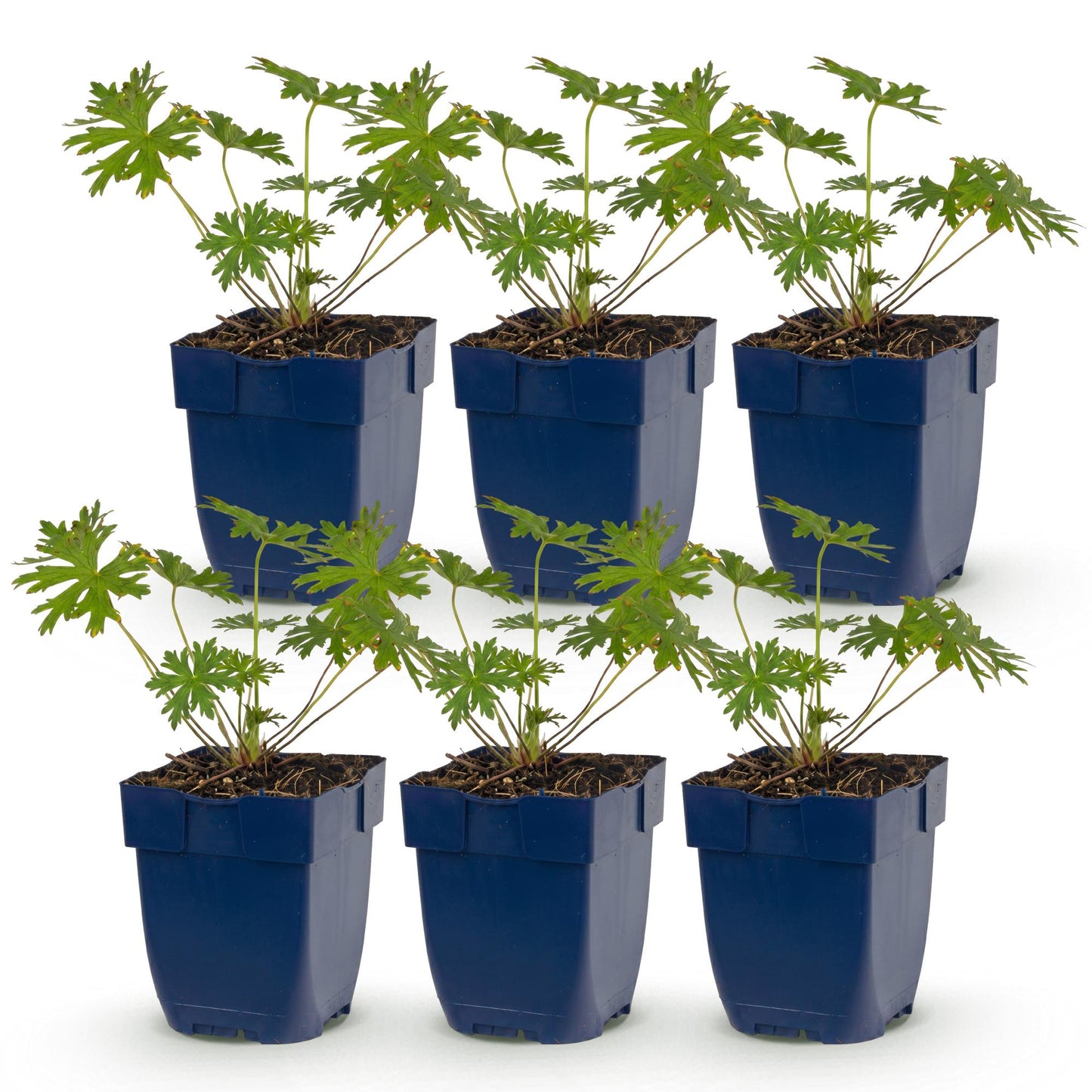 Géranium Johnson's Blue. Lot de 6 plants en pots bleus, feuillage vert découpé, sur fond blanc uni, prêts à être plantés.