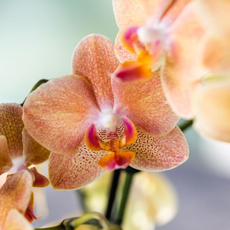 Orchidée Phalaenopsis en pot