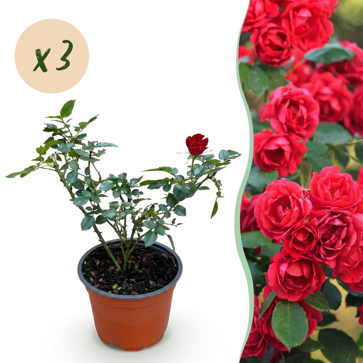 Rosier de Jardin - Rosier 'The Fairy' Rouge. Jeune plant en pot avec une bulle 'x3', à côté d'une haie fleurie de roses rouges.