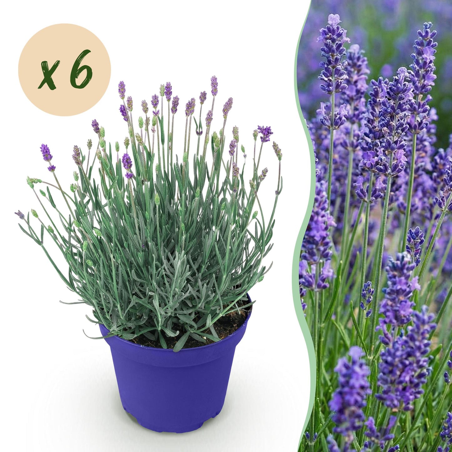 Lavande Hidcote : plant en pot violet avec une bulle 'x6' pour le lot et une photo de haie en fleurs.