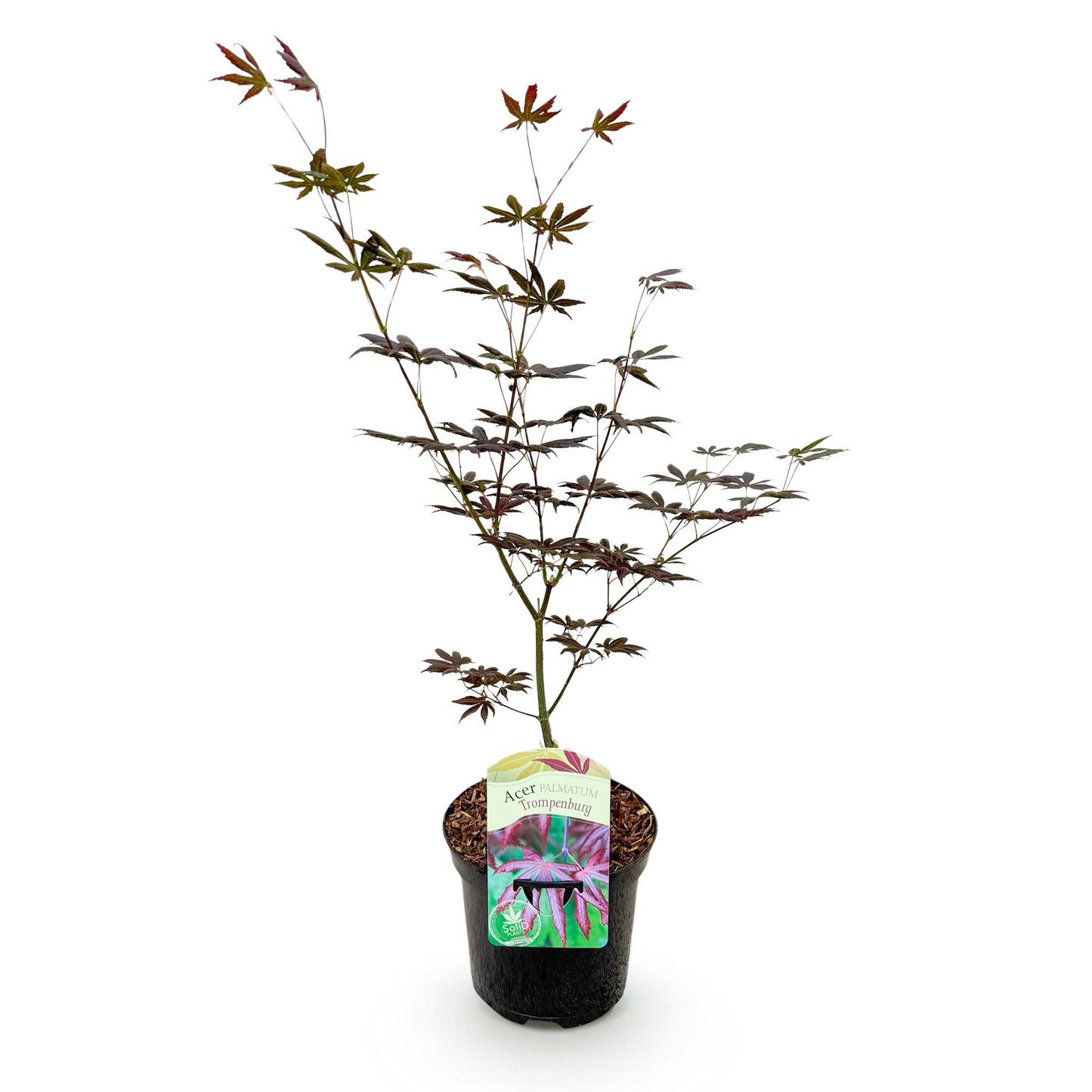 Acer palmatum Trompenburg, érable du Japon violet foncé en pot de 19cm et de 70cm de haut, sur fond blanc.
