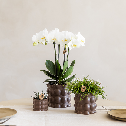 Orchidée Phalaenopsis blanche en pot