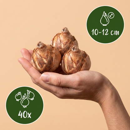 Bulbes de Narcisse botanique en mélange tenus dans une main, calibre 10-12 cm, lot de 40 bulbes.