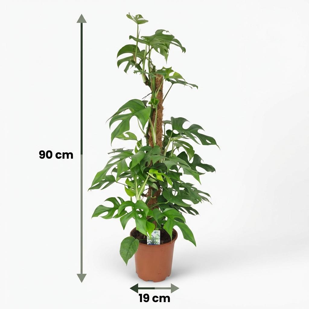 Plante d'intérieur - Mini Monstera - Monstera Minima sur Tuteur - Vert - Entretien facile - 1 Plante - Pot 19cm - Hauteur 90cm