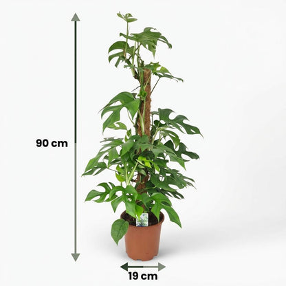 Plante d'intérieur - Mini Monstera - Monstera Minima sur Tuteur - Vert - Entretien facile - 1 Plante - Pot 19cm - Hauteur 90cm