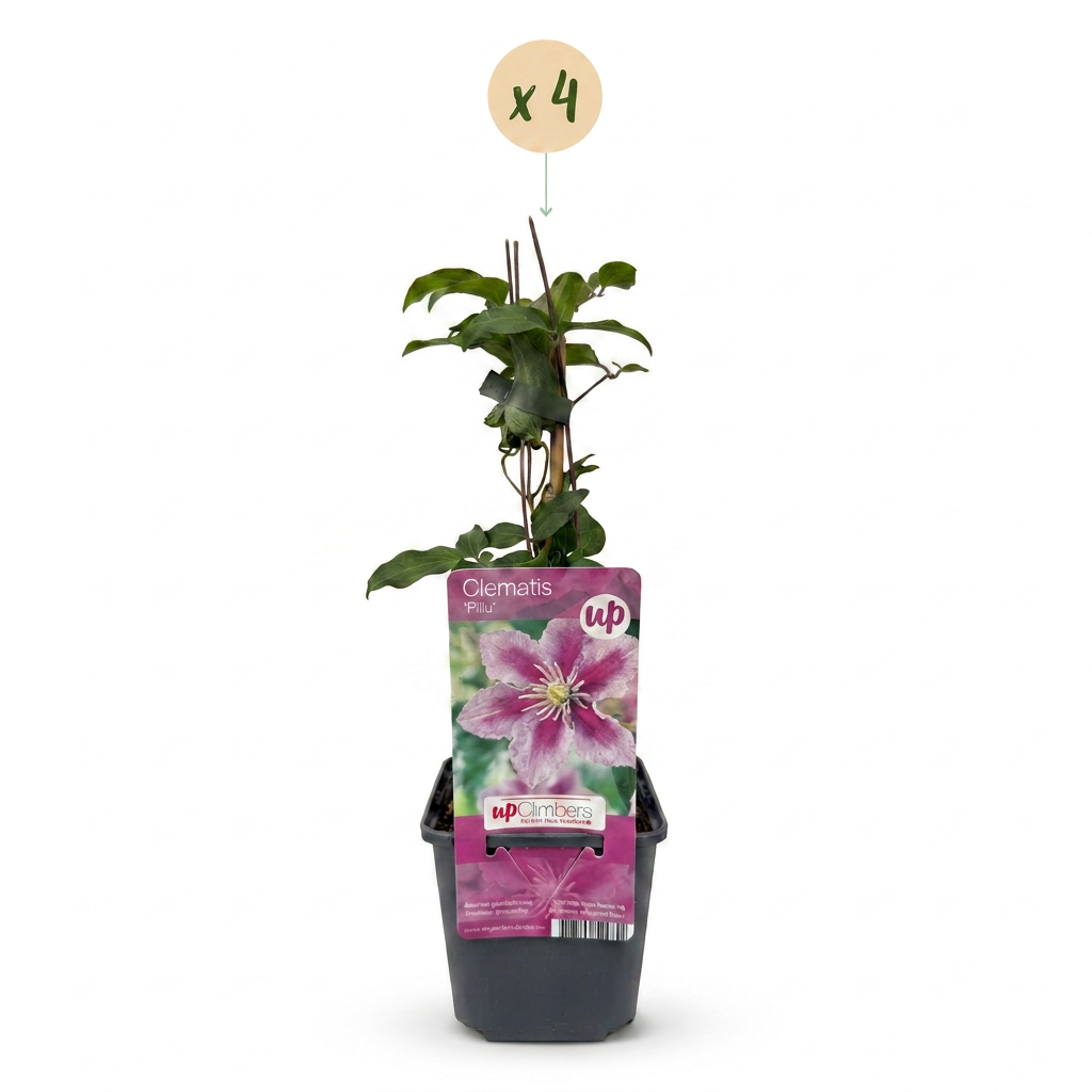 Clématite 'Piilu' - lot de 4 plants, pot Ø9 cm