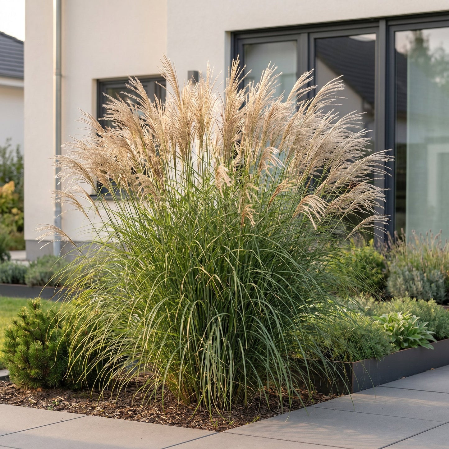 Miscanthus sin. Gracillimus en pleine terre, grande herbe ornementale aux plumets dorés, devant une maison moderne.