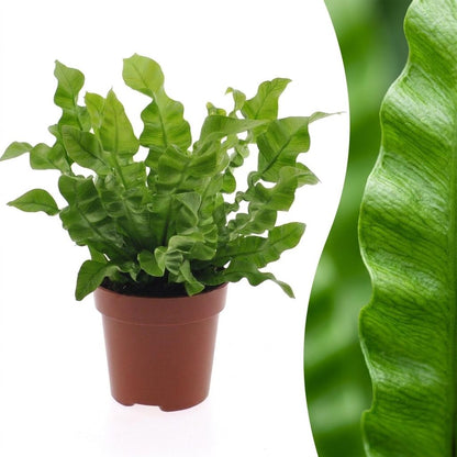 Une touffe dense de la Fougère Crispy Wave avec ses feuilles ondulées vert clair, présentée dans un pot simple de 12cm