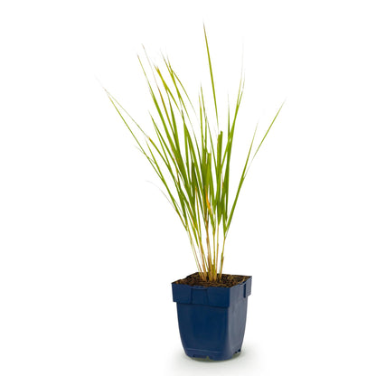 Calamagrostis Karl Foerster : Jeune graminée en pot bleu, isolée sur un fond blanc pur, prête à être plantée en extérieur.