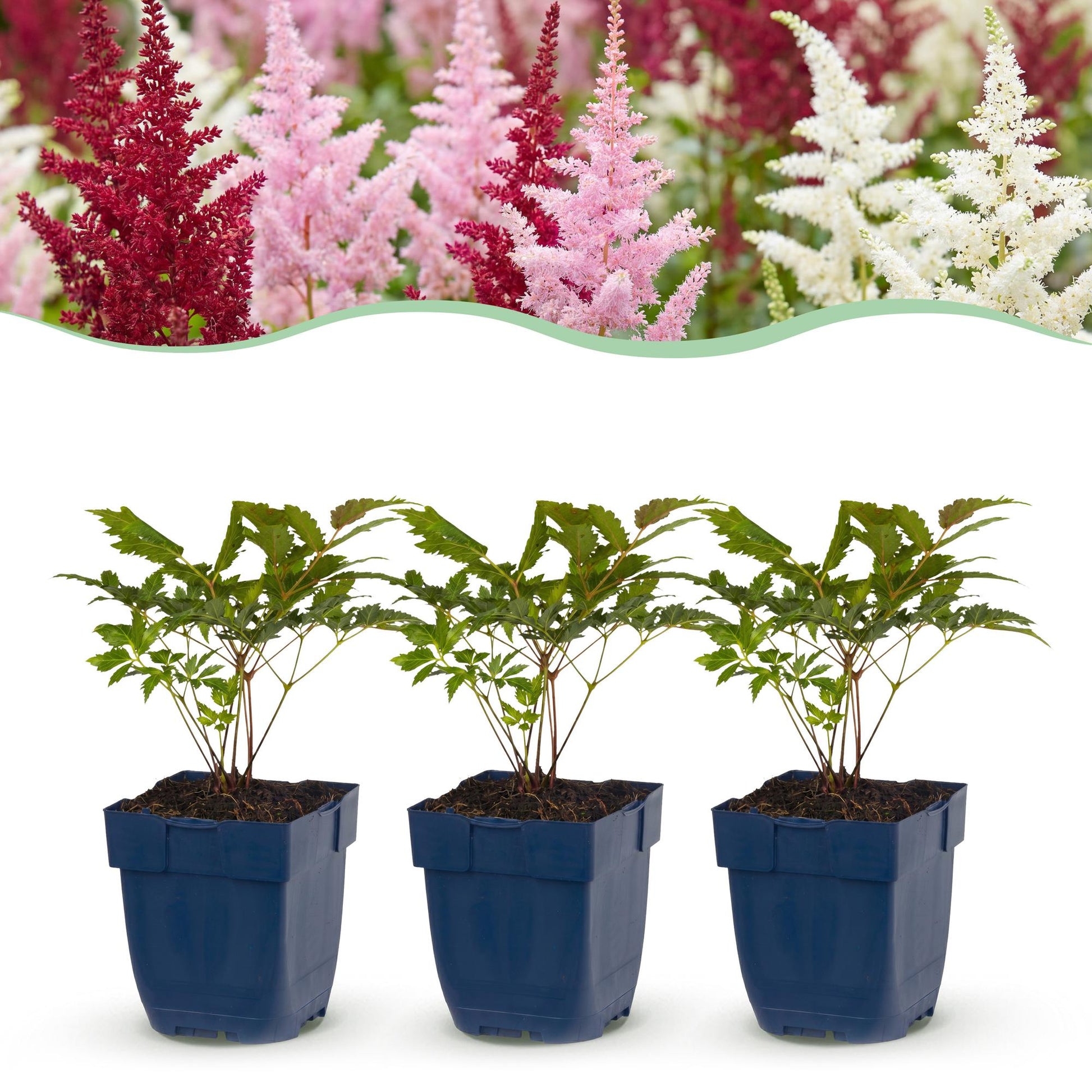 Astilbe Deutschland. Jeunes plants en pots et en arrière-plan, astilbes en fleurs de différentes couleurs (rouge, rose, blanc).