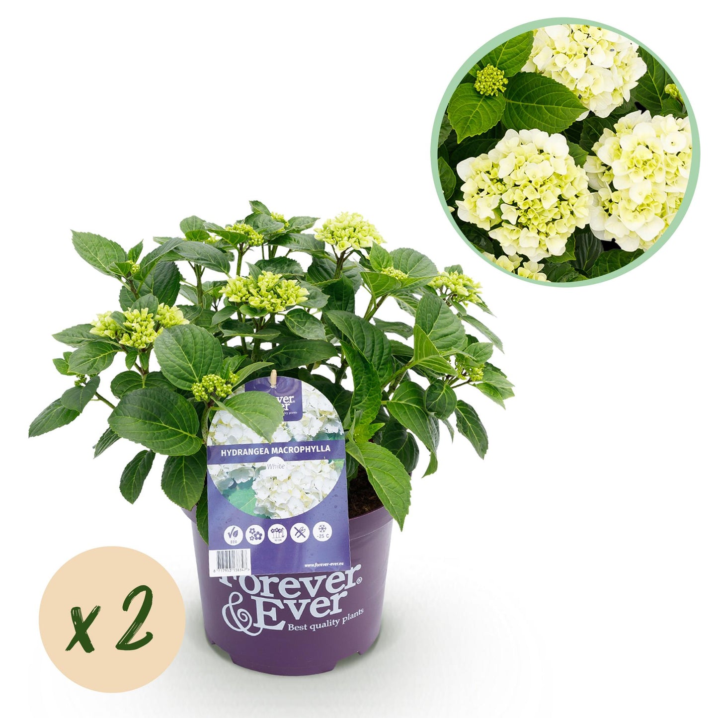 Hortensia Hydrangea Forever & Ever en pot violet sur fond blanc, avec pastille x2 et zoom sur les fleurs blanches.
