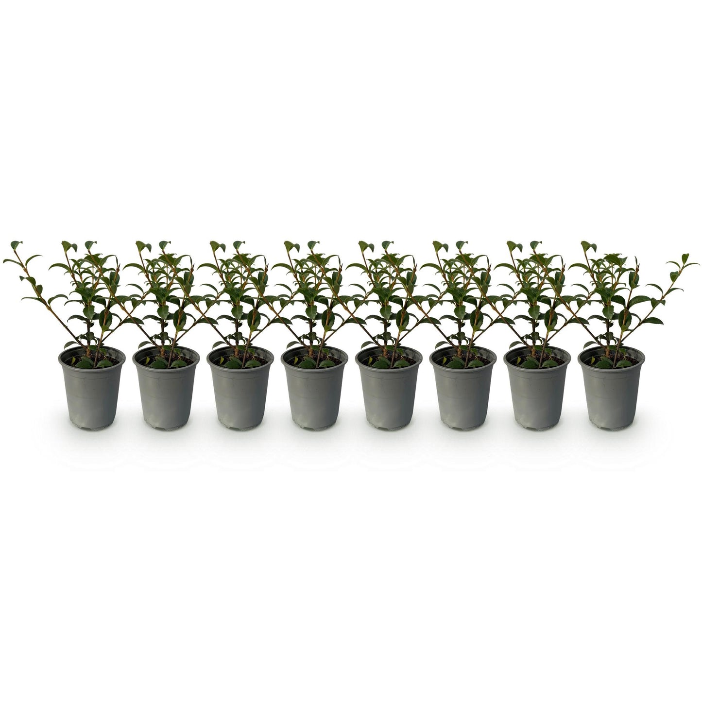 Osmanthus burkwoodii : huit jeunes plants en pot gris, alignés sur un fond blanc uni, prêts à être plantés en haie.