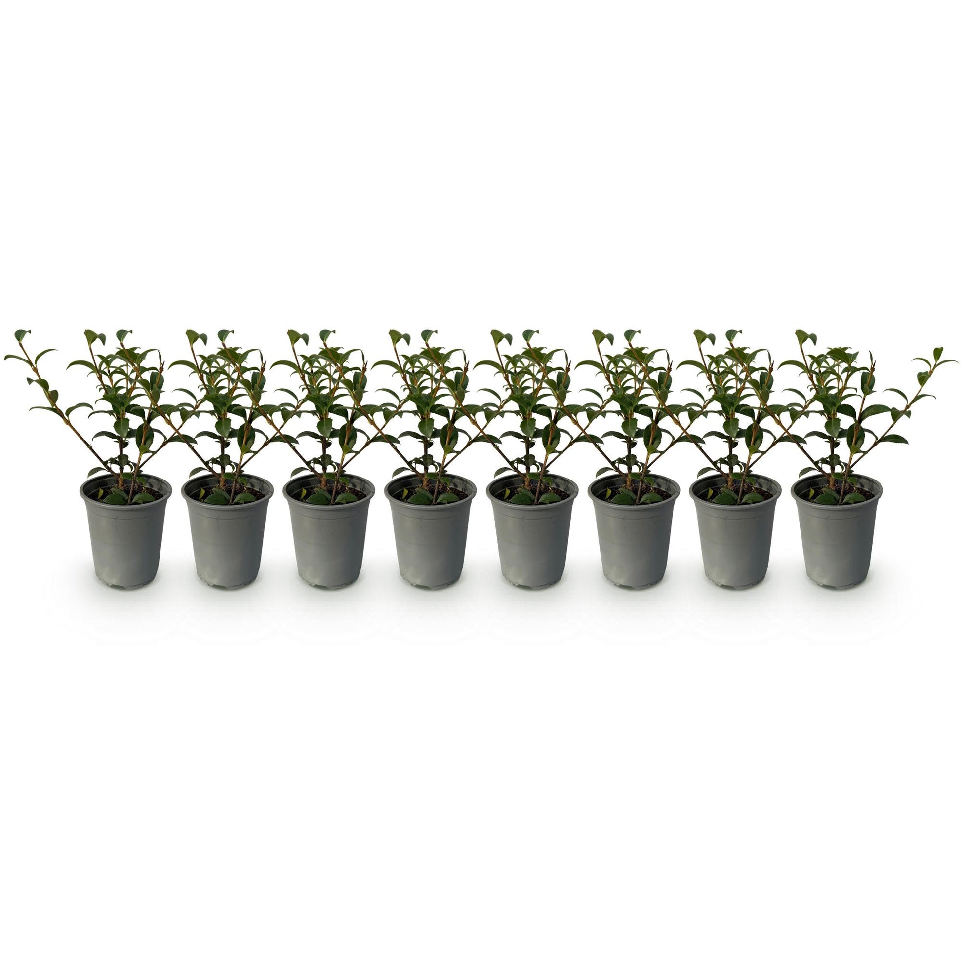 Osmanthus burkwoodii : huit jeunes plants en pot gris, alignés sur un fond blanc uni, prêts à être plantés en haie.
