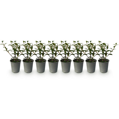 Osmanthus burkwoodii : huit jeunes plants en pot gris, alignés sur un fond blanc uni, prêts à être plantés en haie.