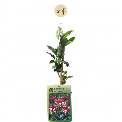 Chèvrefeuille des bois tardif (Lonicera periclymenum) - grimpante parfumée