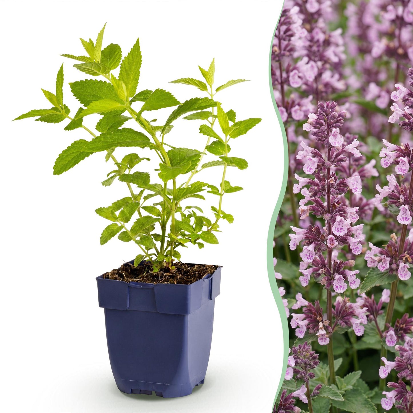 Nepeta sib. Wild Orchid en pot sur fond blanc, juxtaposée à une photo de la plante fleurie avec ses fleurs violettes en épis.
