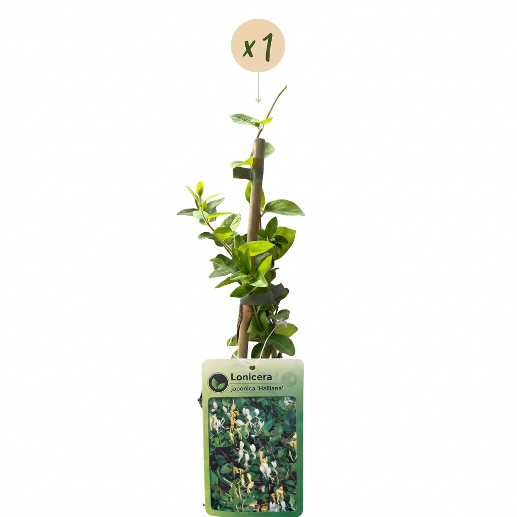 Chèvrefeuille du Japon 'Halliana' (Lonicera japonica) - grimpante persistante parfumée