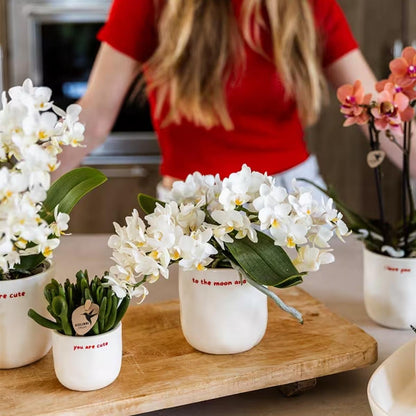 Cache-pot céramique « You Are Cute » - le compliment à offrir - mise en scène avec une plante