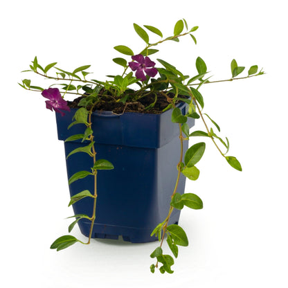 Petite pervenche 'Atropurpurea' - 1 plant en pot de 11 cm