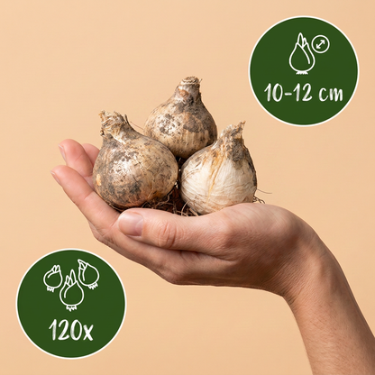 Bulbes d'Ail d'ornement en mélange pourpre et blanc tenus dans une main, calibre 10/12, lot de 120 bulbes