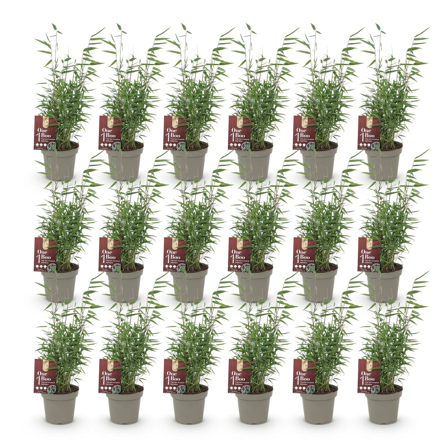 Bambou Fargesia Red Dragon, 18 jeunes plants en pot gris sur fond blanc, avec des étiquettes vertes et rouges.