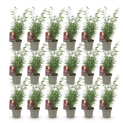 Bambou Fargesia Red Dragon, 18 jeunes plants en pot gris sur fond blanc, avec des étiquettes vertes et rouges.