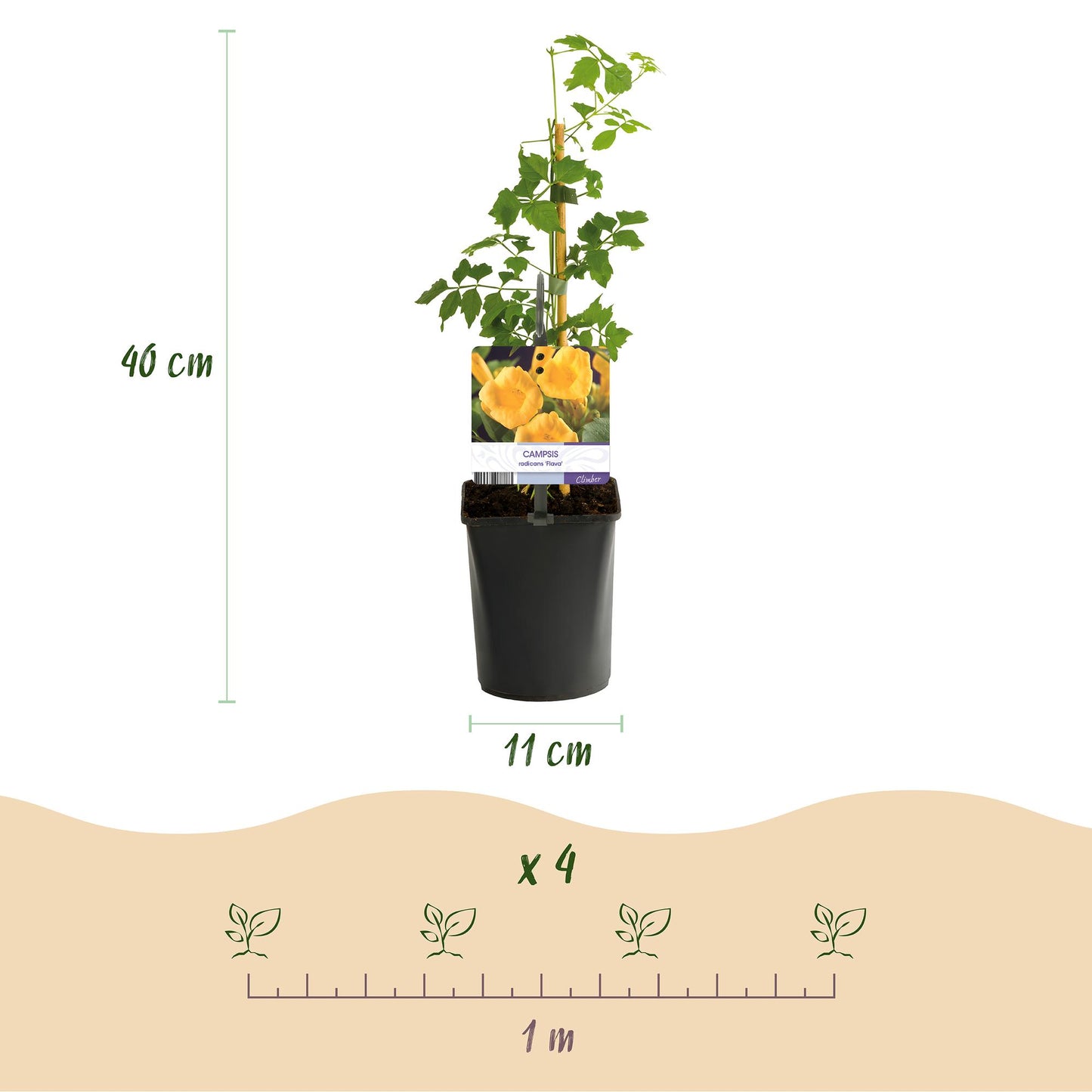 Campsis radicans Flava : pot de 11 cm, plante grimpante de 40 cm de haut et espacement de plantation de 1 m pour 4 plants.