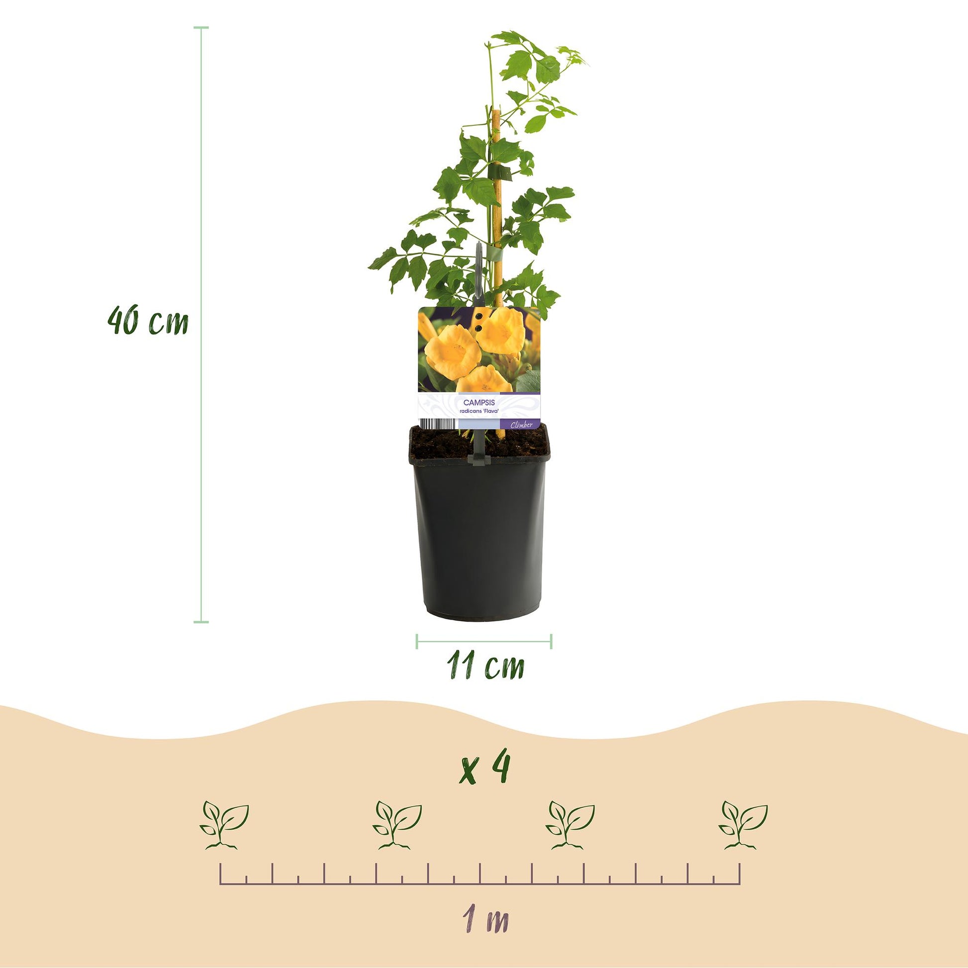 Campsis radicans Flava : pot de 11 cm, plante grimpante de 40 cm de haut et espacement de plantation de 1 m pour 4 plants.