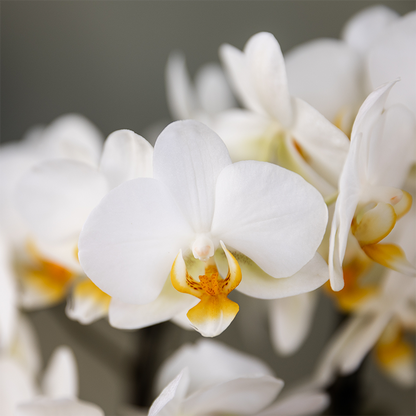 Orchidée Phalaenopsis blanche en pot
