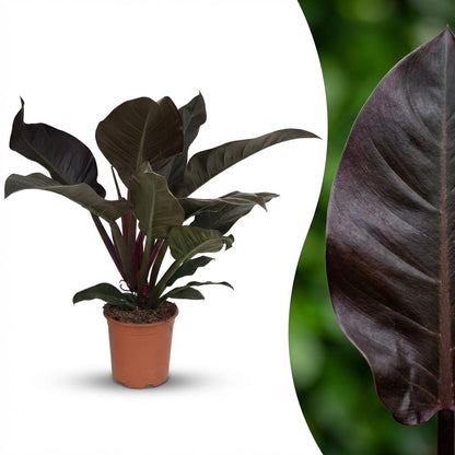 Plante d'intérieur - Philodendron - Philodendron Imperial Red - Rouge - Entretien facile - 1 Plante - Pot 19cm - Hauteur 60cm