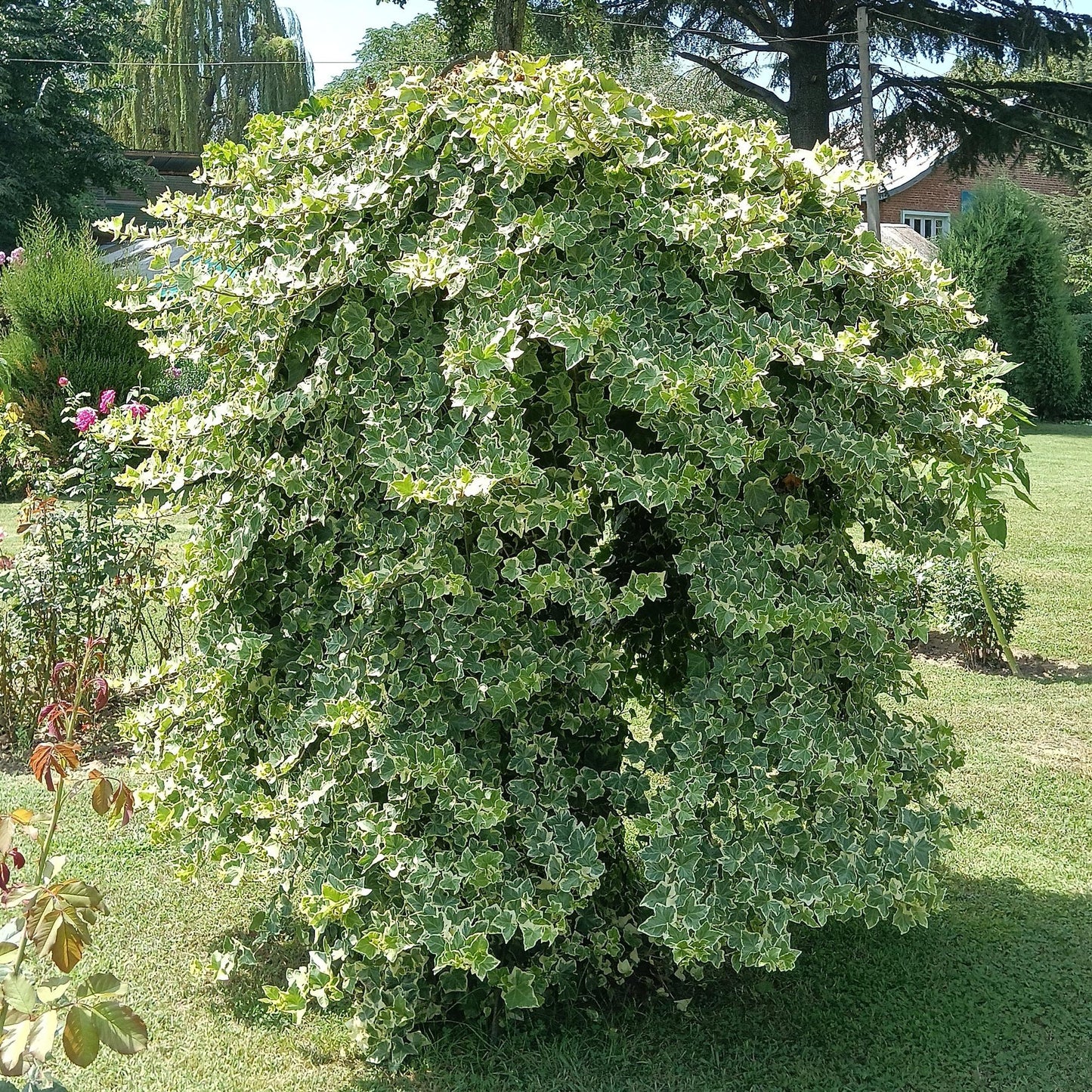 Hedera helix Glacier en plein air, une plante grimpante au feuillage panaché vert et blanc, formant un buisson dense et luxuriant.