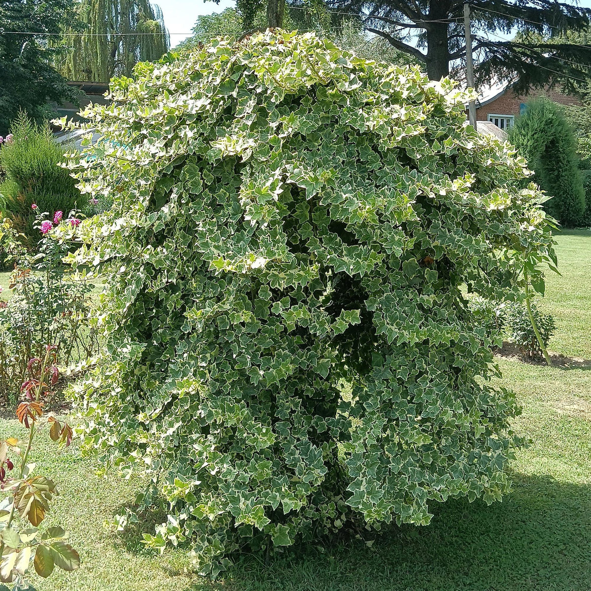 Hedera helix Glacier en plein air, une plante grimpante au feuillage panaché vert et blanc, formant un buisson dense et luxuriant.